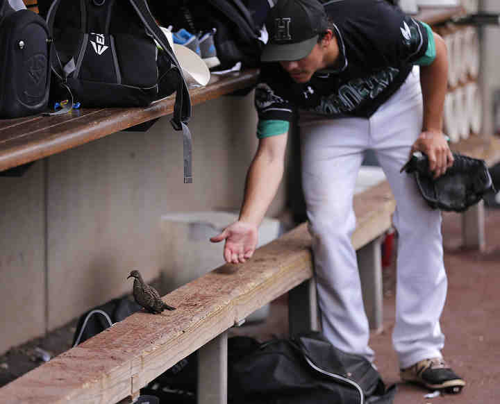 Highland's Seth Jogan (25) tries to coax into his hand a juvenile mourning dove that was hanging around the dugout during a Division I state semi-final game against Olentangy Liberty at Huntington Park in Columbus. Liberty won the game 13-2 in 5 innings.  (Jonathan Quilter / The Columbus Dispatch)